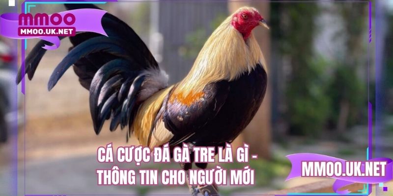 Cá cược đá gà tre là gì - Thông tin cho người mới