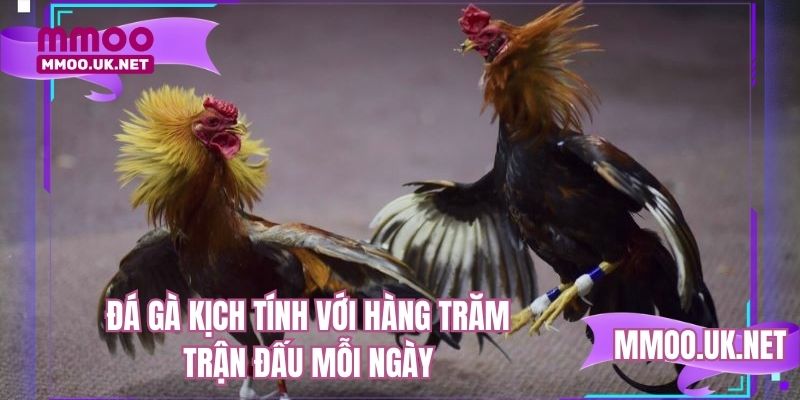 Mãn nhãn với hàng trăm trận đấu chọi gà mỗi ngày