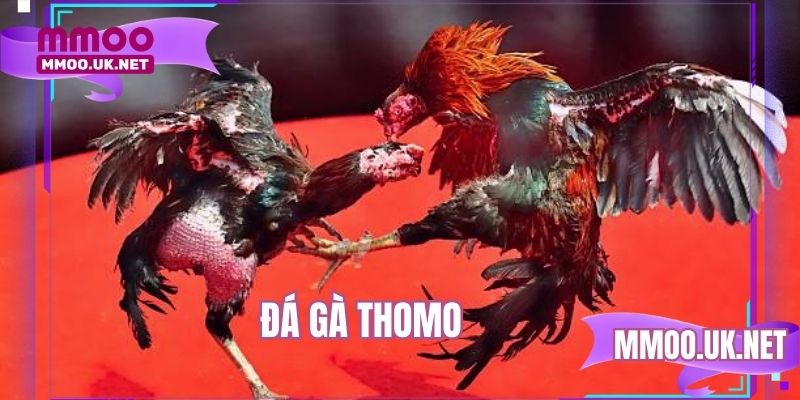 Đá gà Thomo