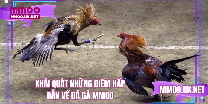 Khái quát những điểm hấp dẫn về đá gà MMOO
