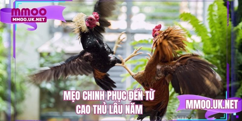 Mẹo chinh phục đến từ cao thủ lâu năm