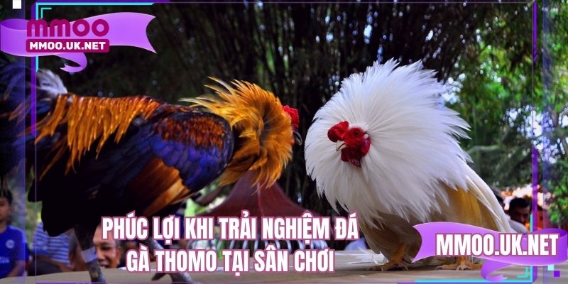 Phúc lợi khi trải nghiệm đá gà thomo tại sân chơi