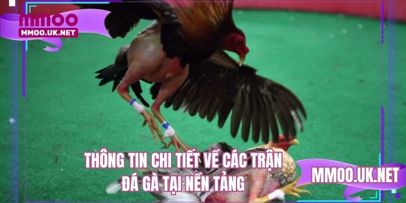 Thông tin chi tiết về các trận đá gà tại nền tảng